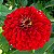 Zinia Dália Dobrada Vermelha (Zinnia elegans) - 30 SEMENTES - Imagem 1
