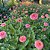 Mix Zínia Pink & White (Zinnia elegans) - 50 SEMENTES - Imagem 4