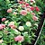 Mix Zínia Pink & White (Zinnia elegans) - 50 SEMENTES - Imagem 2