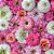 Mix Zínia Pink & White (Zinnia elegans) - 50 SEMENTES - Imagem 1