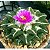 Ariocarpus fissuratus - 05 sementes - Imagem 3