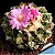 Ariocarpus fissuratus - 05 sementes - Imagem 2