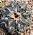 Ariocarpus fissuratus - 05 sementes - Imagem 1