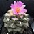 Ariocarpus fissuratus - 05 sementes - Imagem 1