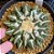 Ariocarpus kotschoubeyanus - 05 sementes - Imagem 1