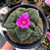 Ariocarpus fissuratus Godzilla - 05 sementes - Imagem 1