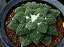 Ariocarpus fissuratus Godzilla - 05 sementes - Imagem 2