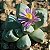 Dracophilus montis draconis - 10 sementes - Imagem 1