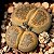 LITHOPS aucampiae C392 cv Storms's Snowcap - 10 sementes - Imagem 1