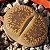 LITHOPS aucampiae C392 cv Storms's Snowcap - 10 sementes - Imagem 2