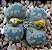 LITHOPS otzeniana cv Aquamarine - 10 sementes - Imagem 3