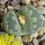 LITHOPS otzeniana cv Aquamarine - 10 sementes - Imagem 2