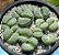 LITHOPS otzeniana cv Aquamarine - 10 sementes - Imagem 4