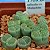 LITHOPS salicola v Malachite form - 10 sementes - Imagem 3