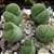 LITHOPS salicola v Malachite form - 10 sementes - Imagem 2