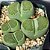 LITHOPS salicola v Malachite form - 10 sementes - Imagem 1