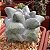Astrophytum myriostigma cv Kituko Ranpo - 05 sementes - Imagem 1