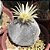 Astrophytum myriostigma v tricostatum - 05 sementes - Imagem 1