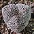 Astrophytum myriostigma v tricostatum - 05 sementes - Imagem 2
