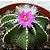 Aztekium hintonii - 05 sementes - Imagem 1