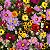 Mix Jardim em Festa - 500 Sementes de Flores Coloridas - 06 Variedades Diferentes - Imagem 1