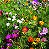 Mix 300 Sementes de Flores Fáceis de Cultivar – Cosmos, Caliopsis, Centáurea e Zínia - Imagem 4