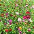 Mix 300 Sementes de Flores Fáceis de Cultivar – Cosmos, Caliopsis, Centáurea e Zínia - Imagem 2