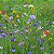 Mix 300 Sementes de Flores Fáceis de Cultivar – Cosmos, Caliopsis, Centáurea e Zínia - Imagem 5