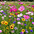 Mix 300 Sementes de Flores Fáceis de Cultivar – Cosmos, Caliopsis, Centáurea e Zínia - Imagem 1