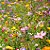 Mix 300 Sementes de Flores Fáceis de Cultivar – Cosmos, Caliopsis, Centáurea e Zínia - Imagem 3
