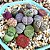 Sementes de Lithops Mix (Pedras Vivas) - 30 sementes - Imagem 1