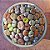 Sementes de Lithops Mix - Pedras Vivas Africanas - Suculenta - Imagem 6