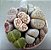 Sementes de Lithops Mix (Pedras Vivas) - 30 sementes - Imagem 6