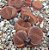 Lithops aucampiae - Pedras Vivas - 10 sementes - Imagem 2