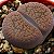 Sementes de Lithops aucampiae (10 sementes) - Imagem 2