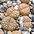 Sementes de Lithops bromfieldii (10 sementes) - Imagem 1