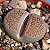 Sementes de Lithops hallii (10 sementes) - Imagem 1