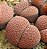 Sementes de Lithops hookeri (10 sementes) - Imagem 2