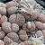 Sementes de Lithops julii (10 sementes) - Imagem 2