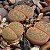 Sementes de Lithops lesliei (10 sementes) - Imagem 1