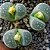 Sementes de Lithops olivacea (10 sementes) - Imagem 2