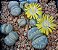 Sementes de Lithops otzeniana (10 sementes) - Imagem 2