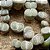 10 Sementes de Lithops salicola (Pedras Vivas) - Imagem 3