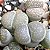 10 Sementes de Lithops salicola (Pedras Vivas) - Imagem 2