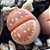 Sementes de Lithops olivacea nebrownii (10 sementes) - Imagem 1