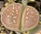 Lithops olivacea nebrownii - Pedras Vivas - 10 sementes - Imagem 4