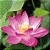 Flor de Lótus Mix de Cores - Nelumbo nucifera - 04 sementes - Imagem 7