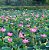 Flor de Lótus Mix de Cores - Nelumbo nucifera - 04 sementes - Imagem 6