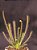Drosera Mix - Planta Carnívora - 10 Sementes - Imagem 5