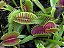 10 Sementes de Dionaea muscipula - Vênus Flytrap - Planta Carnívora - Imagem 4